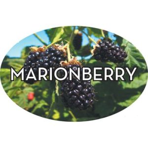 Marionberry Labels